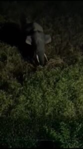 रोशनाबाद में रात के अंधेरे में खेत में घुसा हाथी, फसलों को रौंदते हुए आबादी में मचाई दहशत